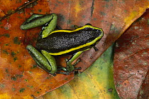 Three-striped Poison Dart Frog (Ameerega trivittata), Tambopata River, Peru