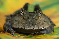 Amazon Horned Frog (Ceratophrys cornuta) on leaf, Tambopata River, Peru