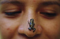 Biolat Poison Dart Frog (Dendrobates biolat) on nose of biologist Aleyda Curo Miranda, Tambopata River, Peru