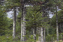 Monkey Puzzle Tree (Araucaria araucana) forest at the border to Chile, Lanin National Park, Argentina