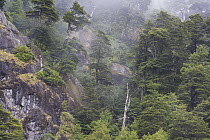 Andean forest on steep cliff, Argentina