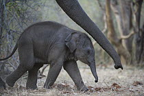 Asian Elephant (Elephas maximus) calf, four weeks old, below mother's outstretched trunk, the mother has been trained as a working elephant for tourism and tiger tracking, India