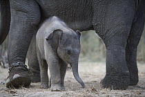 Asian Elephant (Elephas maximus) calf, four weeks old, below mother's belly, the mother has been trained as a working elephant for tourism and tiger tracking, India