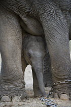 Asian Elephant (Elephas maximus) calf, four weeks old, underneath mother's belly playing with chain, the mother has been trained as a working elephant for tourism and tiger tracking, India