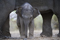 Asian Elephant (Elephas maximus) calf underneath mother's belly, the mother has been trained as a working elephant for tourism and tiger tracking, India