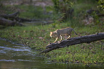 Jungle Cat (Felis chaus) walking on fallen tree looking to cross river in April during the dry season, India