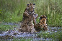 Bengal Tiger (Panthera tigris tigris) cubs, sixteen month old, playing in water in April during the dry season, India