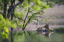 Bengal Tiger (Panthera tigris tigris) lying on dam wall cooling off during the heat of the afternoon in April during the dry season, India