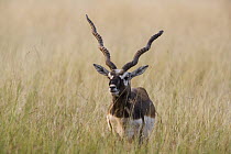 Blackbuck (Antilope cervicapra) male in tall grass during the dry season, India
