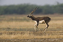 Blackbuck (Antilope cervicapra) male running in dry clay pan during the dry season, India