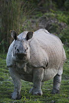 Indian Rhinoceros (Rhinoceros unicornis) portrait, Kaziranga National Park, India