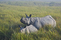 Indian Rhinoceros (Rhinoceros unicornis) mother and calf in tall elephant grass, Kaziranga National Park, India