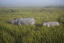 Indian Rhinoceros (Rhinoceros unicornis) mother and calf in tall elephant grass, Kaziranga National Park, India