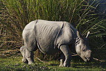 Indian Rhinoceros (Rhinoceros unicornis) calf, Kaziranga National Park, India