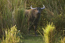 Water Buffalo (Bubalus arnee) in tall elephant grass,Kaziranga National Park, Assam, India