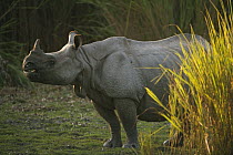 Indian Rhinoceros (Rhinoceros unicornis) female, Kaziranga National Park, India