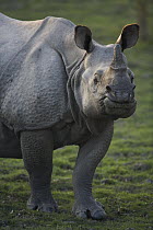 Indian Rhinoceros (Rhinoceros unicornis) female, Kaziranga National Park, India