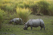 Indian Rhinoceros (Rhinoceros unicornis) mother and calf grazing on short grass, Kaziranga National Park, India