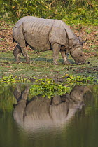 Indian Rhinoceros (Rhinoceros unicornis) grazing on short grass on river bank, Kaziranga National Park, India