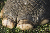 Asian Elephant (Elephas maximus) foot, India