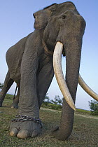 Asian Elephant (Elephas maximus) worker on chain, this animal is used for carrying tourists and patrolling wildlife in Kaziranga National Park, India