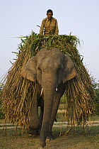 Asian Elephant (Elephas maximus) worker transporting grass, India