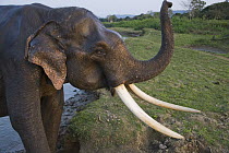 Asian Elephant (Elephas maximus) worker lifting trunk, India