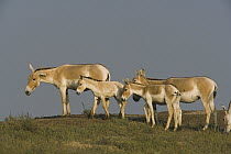 Indian Wild Ass (Equus hemionus khur) herd in dry season, Indian Wild Ass Sanctuary, Little Rann of Kutch, India
