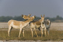 Indian Wild Ass (Equus hemionus khur) males smelling the air for females who may be in estrus, called flehmen response, Indian Wild Ass Sanctuary, Little Rann of Kutch, India