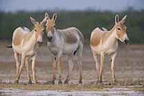 Indian Wild Ass (Equus hemionus khur) trio in dry season, Indian Wild Ass Sanctuary, Little Rann of Kutch, India