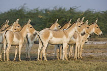 Indian Wild Ass (Equus hemionus khur) herd in clay pan during the dry season, Indian Wild Ass Sanctuary, Little Rann of Kutch, India
