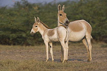 Indian Wild Ass (Equus hemionus khur) mother with foal in clay pan during the dry season, Indian Wild Ass Sanctuary, Little Rann of Kutch, India