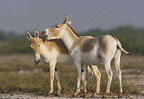 Indian Wild Ass (Equus hemionus khur) pair showing affectionate behavior during the dry season, Indian Wild Ass Sanctuary, Little Rann of Kutch, India