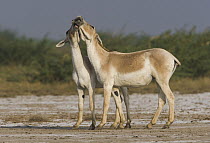 Indian Wild Ass (Equus hemionus khur) pair playing during the dry season, Indian Wild Ass Sanctuary, Little Rann of Kutch, India
