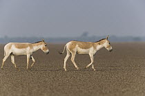 Indian Wild Ass (Equus hemionus khur) pair crossing vast dry clay pan during dry season, Indian Wild Ass Sanctuary, Little Rann of Kutch, India
