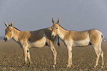 Indian Wild Ass (Equus hemionus khur) pair in dry clay pan, Indian Wild Ass Sanctuary, Little Rann of Kutch, India