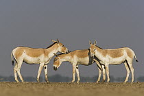 Indian Wild Ass (Equus hemionus khur) trio in dry clay pan, Indian Wild Ass Sanctuary, Little Rann of Kutch, India