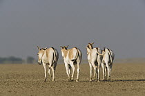 Indian Wild Ass (Equus hemionus khur) herd walking across dry clay pan, Indian Wild Ass Sanctuary, Little Rann of Kutch, India