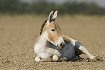Indian Wild Ass (Equus hemionus khur) resting in dry clay pan, Indian Wild Ass Sanctuary, Little Rann of Kutch, India