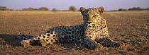 Leopard (Panthera pardus) cub reclining, Namibia
