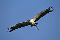 Wood Stork (Mycteria americana) flying, Pantanal, Brazil
