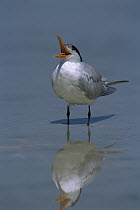 Royal Tern (Thalasseus maximus) calling, Fort Myers Beach, Florida