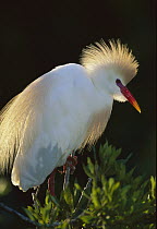 Cattle Egret (Bubulcus ibis) in breeding plumage, Florida