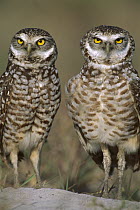 Burrowing Owl (Athene cunicularia) pair on sand mound near burrow entrance, Florida