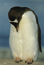 Gentoo Penguin (Pygoscelis papua) preening itself, Peterman Island, Antarctic Peninsula, Antarctica