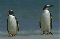 Gentoo Penguin (Pygoscelis papua) pair on beach, Falkland Islands