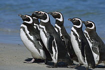 Magellanic Penguin (Spheniscus magellanicus) group walking on beach, Falkland Islands