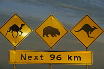 Road sign warning of crossing Camels, Koalas and Kangaroos, Australia
