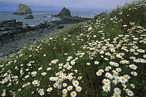 Daisies along coastline with sea stacks in background, Redwood National Park, California