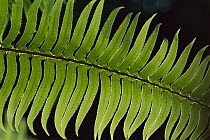 Sword Fern (Polystichum munitum) frond, Redwood National Park, California